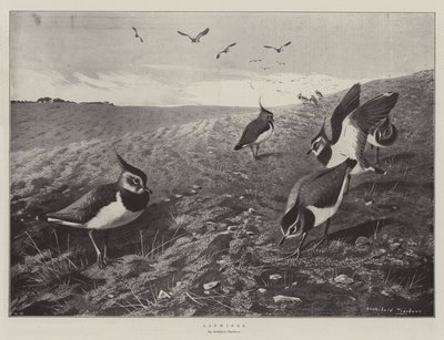 Lapwings by Archibald Thorburn